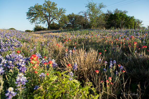 Bluebonnets - Hill Country - 2014-50