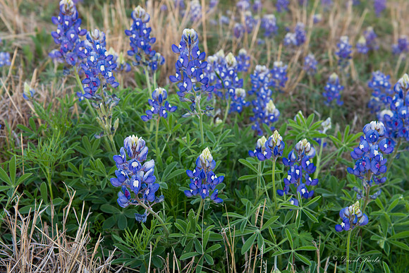 Bluebonnets - Hill Country - 2014-39