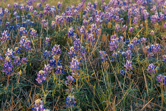 Bluebonnets - Hill Country - 2014-41