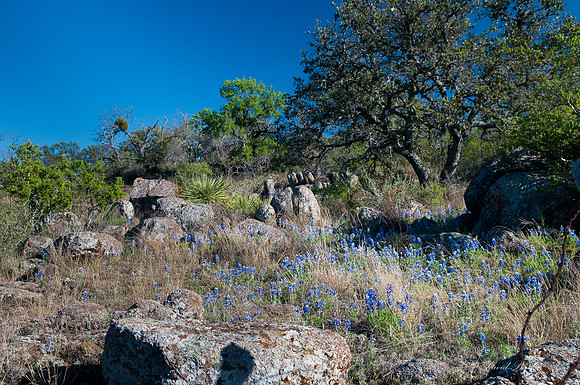 Bluebonnets - Hill Country - 2014-2