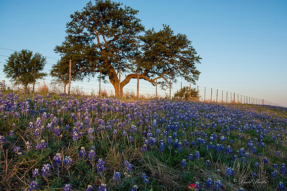 Bluebonnets - Hill Country - 2014-40