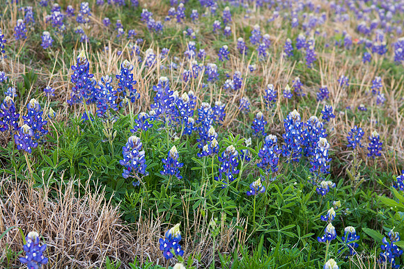 Bluebonnets - Hill Country - 2014-38
