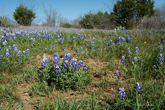 Bluebonnets - Hill Country - 2014-90