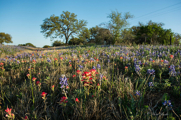 Bluebonnets - Hill Country - 2014-53