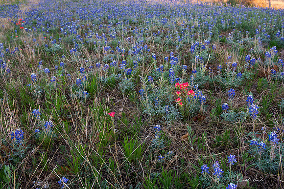 Bluebonnets - Hill Country - 2014-43