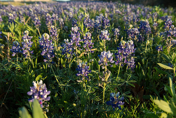 Bluebonnets - Hill Country - 2014-45