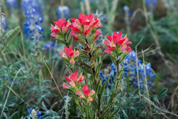 Bluebonnets - Hill Country - 2014-47