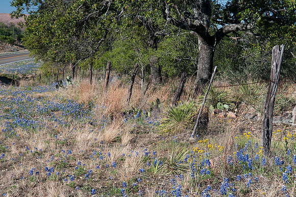 Bluebonnets - Hill Country - 2014-14