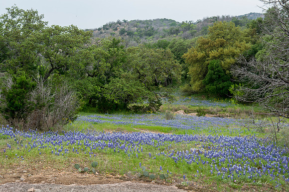 Bluebonnets Hill Country 2015-44