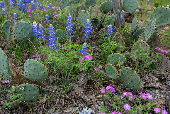 Bluebonnets Hill Country 2015-46