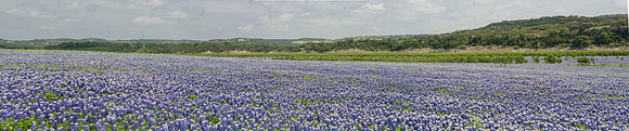 Bluebonnet Panorama