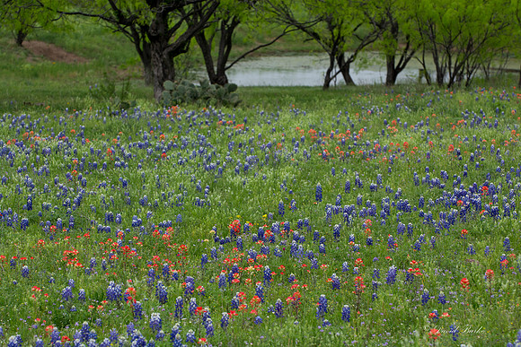 Bluebonnets Hill Country 2015-41