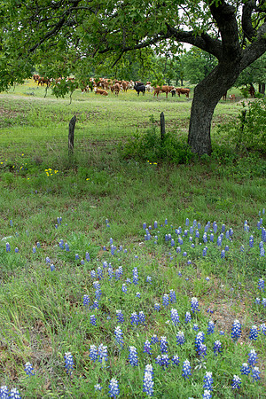 Bluebonnets Hill Country 2015-22