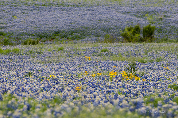 Bluebonnets Hill Country 2015-1