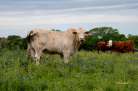 Bluebonnets 4-2-19-7