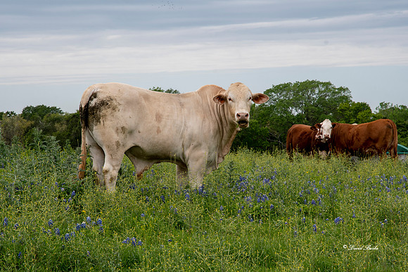 Bluebonnets 4-2-19-7