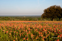 Bluebonnets 4-2-19-46