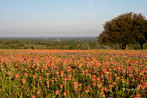 Bluebonnets 4-2-19-46