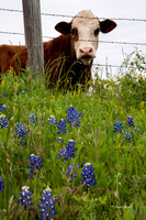Bluebonnets 4-2-19-6