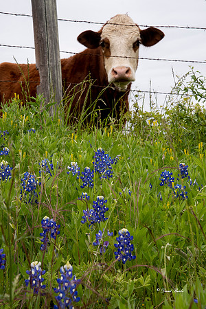 Bluebonnets 4-2-19-6
