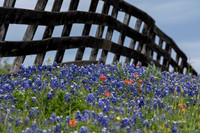 Bluebonnets 4-2-19-23