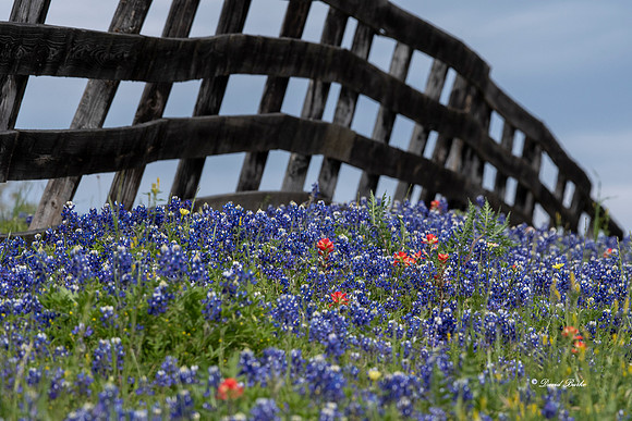 Bluebonnets 4-2-19-23