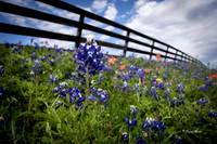 Bluebonnets 4-2-19-16-2