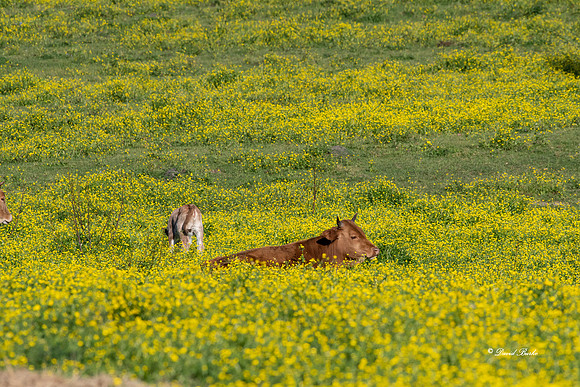 Bluebonnets 4-2-19-38