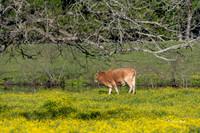 Bluebonnets 4-2-19-40