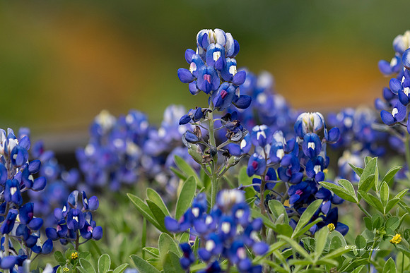 Bluebonnets 4-2-19-18