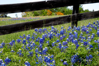 Bluebonnets 4-2-19-27