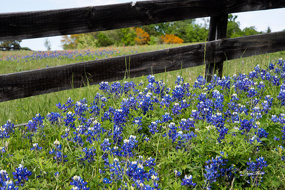 Bluebonnets 4-2-19-27