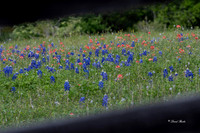 Bluebonnets 4-2-19-22