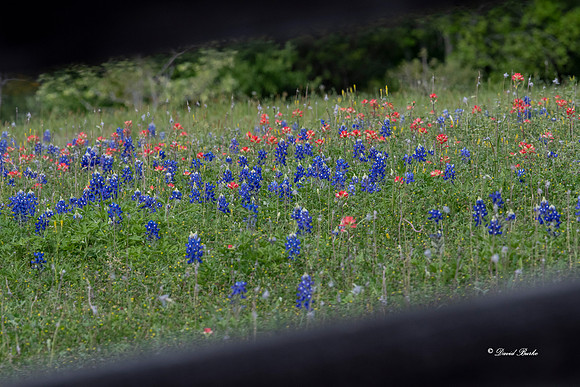 Bluebonnets 4-2-19-22