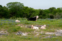 Bluebonnets 4-2-19-8