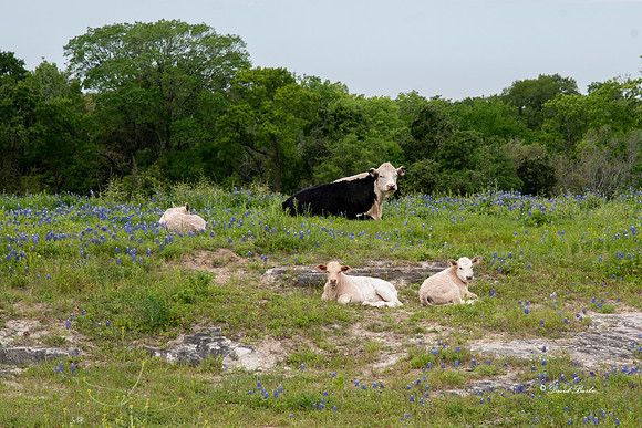 Bluebonnets 4-2-19-8