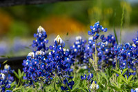 Bluebonnets 4-2-19-29