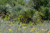 Bluebonnets 4-2-19-51
