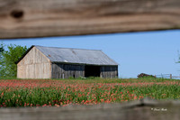 Bluebonnets 4-2-19-33