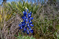 Bluebonnets 4-2-19-48