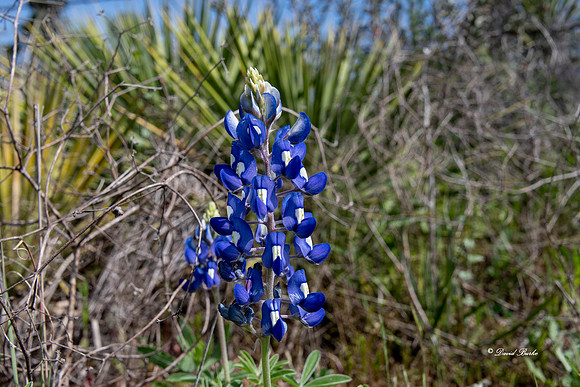 Bluebonnets 4-2-19-48