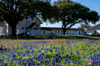 Bluebonnets 4-2-19-31