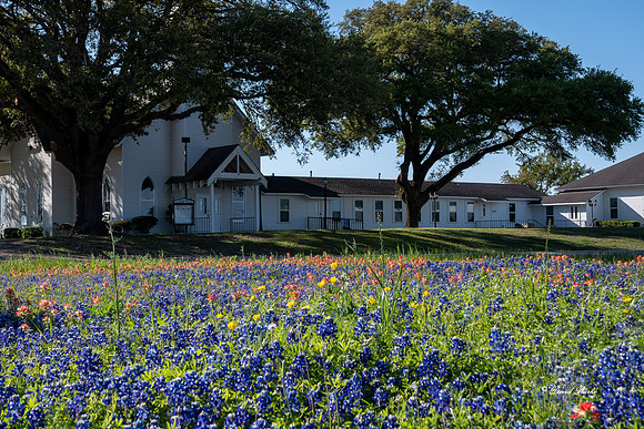 Bluebonnets 4-2-19-31