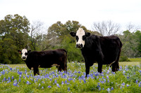 Bluebonnets 4-2-19-13