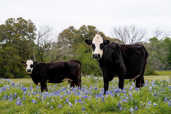 Bluebonnets 4-2-19-13