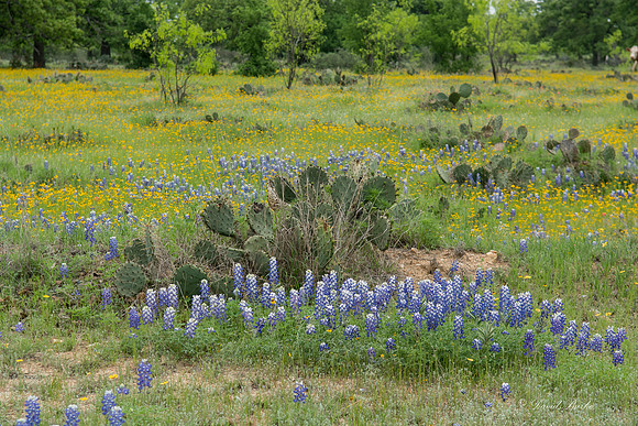 Bluebonnets Hill Country 2015-19