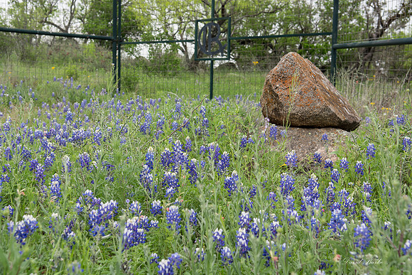 Bluebonnets Hill Country 2015-25