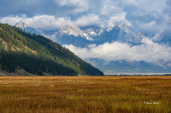 _NZ61744