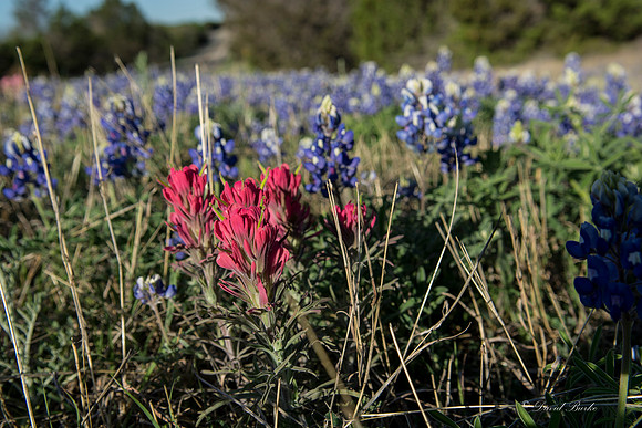 Bluebonnets - Hill Country - 2014-72