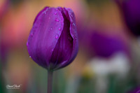 Dallas Arboretum 3-11-24-13